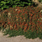 Plants by Frank | 48 Dwergmispel Planten | Cotoneaster praecox 'Streib's Findling' | Winterharde bodembedekker planten | tuinplanten | Winterharde vaste planten meerjarig | Winterharde tuinplanten