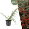 Plants by Frank | 48 Dwergmispel Planten | Cotoneaster suecicus 'Coral Beauty' | Winterharde bodembedekker planten | tuinplanten | Winterharde vaste planten meerjarig | Winterharde tuinplanten