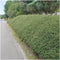 Plants by Frank | 48 Dwergmispel Planten | Cotoneaster suecicus 'Coral Beauty' | Winterharde bodembedekker planten | tuinplanten | Winterharde vaste planten meerjarig | Winterharde tuinplanten