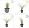 Plants by Frank | 48 Federgras planten | Stipa tenuissima 'Ponytails' | Winterharde bodembedekker planten | tuinplanten | Winterharde vaste planten meerjarig | Winterharde tuinplanten