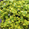 Plants by Frank | 48 Gele Kardinaalsmuts Planten | Euonymus 'Emerald 'n Gold' | Winterharde bodembedekker planten | tuinplanten | Winterharde vaste planten meerjarig | Winterharde tuinplanten