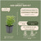 Plants by Frank | 48 Gele Kardinaalsmuts Planten | Euonymus 'Emerald 'n Gold' | Winterharde bodembedekker planten | tuinplanten | Winterharde vaste planten meerjarig | Winterharde tuinplanten