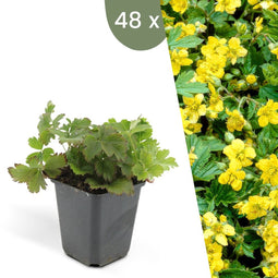 Plants by Frank | 48 Goudaardbei planten | Waldsteinia ternata | Winterharde bodembedekker planten | tuinplanten | Winterharde vaste planten meerjarig | Winterharde tuinplanten