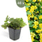 Plants by Frank | 48 Goudaardbei planten | Waldsteinia ternata | Winterharde bodembedekker planten | tuinplanten | Winterharde vaste planten meerjarig | Winterharde tuinplanten