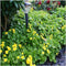 Plants by Frank | 48 Goudaardbei planten | Waldsteinia ternata | Winterharde bodembedekker planten | tuinplanten | Winterharde vaste planten meerjarig | Winterharde tuinplanten