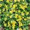 Plants by Frank | 48 Goudaardbei planten | Waldsteinia ternata | Winterharde bodembedekker planten | tuinplanten | Winterharde vaste planten meerjarig | Winterharde tuinplanten