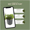 Plants by Frank | 48 Goudaardbei planten | Waldsteinia ternata | Winterharde bodembedekker planten | tuinplanten | Winterharde vaste planten meerjarig | Winterharde tuinplanten