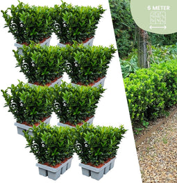 Plants by Frank | 48 Groene Kardinaalsmuts Haagplanten | Euonymus japonicus 'Green Spire' | Buxusvervanger | Winterharde haagplanten | Groenblijvende haag