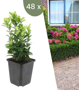 Plants by Frank | 48 Groene Kardinaalsmuts Planten | Euonymus japonicus 'Green Spire' | Winterharde bodembedekker planten | tuinplanten | Winterharde vaste planten meerjarig | Winterharde tuinplanten