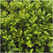 Plants by Frank - 48 hulstplanten winterhard | 48 x Ø7 cm - 15 cm | Ilex crenata Jenny | haagplanten | buxus vervanger | Tuinplanten | Planten