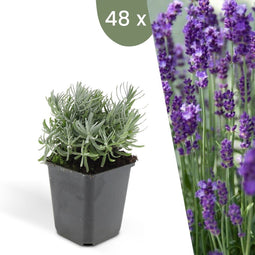 Plants by Frank | 48 Lavendelplanten | Lavandula angustifolia 'Hidcote' | Winterharde bodembedekker planten | tuinplanten | Winterharde vaste planten meerjarig | Winterharde tuinplanten