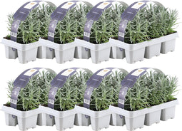 Plants by Frank - 48 Lavendelplanten - Vaste planten - Tuinplanten - 48 x Ø7 cm - 15 cm - Lavendelplant winterhard - planten