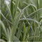 Plants by Frank - 48 Lavendelplanten - Vaste planten - Tuinplanten - 48 x Ø7 cm - 15 cm - Lavendelplant winterhard - planten