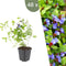 Plants by Frank | 48 loodkruid planten | Ceratostigma plumbaginoides | Winterharde bodembedekker planten | tuinplanten | Winterharde vaste planten meerjarig | Winterharde tuinplanten