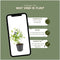 Plants by Frank | 48 loodkruid planten | Ceratostigma plumbaginoides | Winterharde bodembedekker planten | tuinplanten | Winterharde vaste planten meerjarig | Winterharde tuinplanten