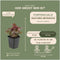 Plants by Frank | 48 Purperklokjes Planten | Heuchera micrantha 'Palace Purple' | Winterharde bodembedekker planten | tuinplanten | Winterharde vaste planten meerjarig | Winterharde tuinplanten