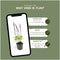 Plants by Frank | 48 Salie planten | Salvia nemorosa 'Ostfriesland' | Winterharde bodembedekker planten | tuinplanten | Winterharde vaste planten meerjarig | Winterharde tuinplanten