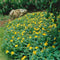 Plants by Frank | 48 Sint-Janskruid Planten | Hypericum calycinum | Winterharde bodembedekker planten | tuinplanten | Winterharde vaste planten meerjarig | Winterharde tuinplanten
