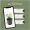 Plants by Frank | 48 Sint-Janskruid Planten | Hypericum calycinum | Winterharde bodembedekker planten | tuinplanten | Winterharde vaste planten meerjarig | Winterharde tuinplanten