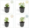Plants by Frank | 48 Sint-Janskruid Planten | Hypericum calycinum | Winterharde bodembedekker planten | tuinplanten | Winterharde vaste planten meerjarig | Winterharde tuinplanten
