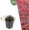 Plants by Frank | 48 Stekelnoot planten | Acaena microphylla 'Kupferteppich' | Winterharde bodembedekker | Winterharde planten voor de tuin | Winterharde vaste planten meerjarig | Winterharde tuinplanten