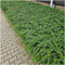 Plants by Frank | 48 Struikkamperfoelie planten | Lonicera nitida 'Maigrün' | Winterharde bodembedekker planten | tuinplanten | Winterharde vaste planten meerjarig | Winterharde tuinplanten