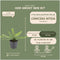 Plants by Frank | 48 Struikkamperfoelie planten | Lonicera nitida 'Maigrün' | Winterharde bodembedekker planten | tuinplanten | Winterharde vaste planten meerjarig | Winterharde tuinplanten
