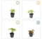 Plants by Frank | 48 Vrouwenmantel Planten | Alchemilla mollis | Winterharde bodembedekker planten | tuinplanten | Winterharde vaste planten meerjarig | Winterharde tuinplanten