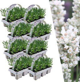 Plants by Frank | 48 witte Lavendelplanten | Vaste planten | Tuinplanten | 48 x Ø7 cm | 15 cm | Lavendelplant winterhard | planten