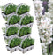 Plants by Frank | 48 witte Lavendelplanten | Vaste planten | Tuinplanten | 48 x Ø7 cm | 15 cm | Lavendelplant winterhard | planten