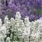 Plants by Frank | 48 witte Lavendelplanten | Vaste planten | Tuinplanten | 48 x Ø7 cm | 15 cm | Lavendelplant winterhard | planten