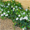 Plants by Frank | 48 Witte Maagdenpalm planten | Vinca minor 'Alba' | Winterharde bodembedekker planten | tuinplanten | Winterharde vaste planten meerjarig | Winterharde tuinplanten
