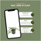 Plants by Frank | 48 Witte Maagdenpalm planten | Vinca minor 'Alba' | Winterharde bodembedekker planten | tuinplanten | Winterharde vaste planten meerjarig | Winterharde tuinplanten