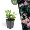 Plants by Frank | 6 Asterplanten | Aster ageratoides 'Asran' | Winterharde bodembedekker planten | tuinplanten | Winterharde vaste planten meerjarig | Winterharde tuinplanten