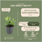 Plants by Frank | 6 Asterplanten | Aster ageratoides 'Asran' | Winterharde bodembedekker planten | tuinplanten | Winterharde vaste planten meerjarig | Winterharde tuinplanten