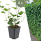 Plants by Frank | 6 Atlantische Klimopplanten | Hedera Hibernica | Winterharde bodembedekker planten | tuinplanten | Winterharde vaste planten meerjarig | Winterharde tuinplanten