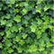 Plants by Frank | 6 Atlantische Klimopplanten | Hedera Hibernica | Winterharde bodembedekker planten | tuinplanten | Winterharde vaste planten meerjarig | Winterharde tuinplanten
