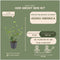 Plants by Frank | 6 Atlantische Klimopplanten | Hedera Hibernica | Winterharde bodembedekker planten | tuinplanten | Winterharde vaste planten meerjarig | Winterharde tuinplanten