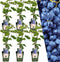 Plants by Frank | 6 Bosbessenplanten | 100% Biologische fruitplanten | Bosbessen | Tuinplanten | Winterharde Planten voor de Tuin