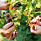 Plants by Frank | 6 Bramenplanten | 100% Biologische Fruitplanten | Bramen | Tuinplanten | Winterharde Planten voor de Tuin