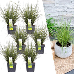 Plants by Frank | 6 Carex brunnea Variegata XL | Siergrassen winterhard | 6x Ø 14 cm | vaste planten | Winterharde siergras