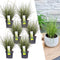 Plants by Frank | 6 Carex brunnea Variegata XL | Siergrassen winterhard | 6x Ø 14 cm | vaste planten | Winterharde siergras