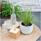 Plants by Frank | 6 Carex brunnea Variegata XL | Siergrassen winterhard | 6x Ø 14 cm | vaste planten | Winterharde siergras