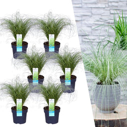 Plants by Frank | 6 Carex comans 'Frosted Curls' XL | Siergrassen winterhard | 6x Ø 14 cm | vaste planten | Winterharde siergras