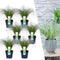 Plants by Frank | 6 Carex comans 'Frosted Curls' XL | Siergrassen winterhard | 6x Ø 14 cm | vaste planten | Winterharde siergras