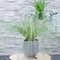 Plants by Frank | 6 Carex comans 'Frosted Curls' XL | Siergrassen winterhard | 6x Ø 14 cm | vaste planten | Winterharde siergras