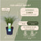 Plants by Frank | 6 Carex comans 'Frosted Curls' XL | Siergrassen winterhard | 6x Ø 14 cm | vaste planten | Winterharde siergras