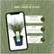 Plants by Frank | 6 Carex comans 'Frosted Curls' XL | Siergrassen winterhard | 6x Ø 14 cm | vaste planten | Winterharde siergras