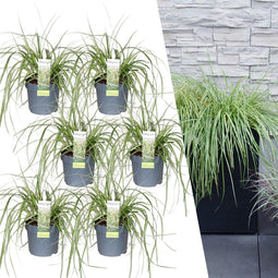 Plants by Frank | 6 Carex hachijoensis 'Evergold' XL | Siergrassen winterhard | 6x Ø 14 cm | vaste planten | Winterharde siergras
