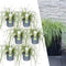 Plants by Frank | 6 Carex hachijoensis 'Evergold' XL | Siergrassen winterhard | 6x Ø 14 cm | vaste planten | Winterharde siergras